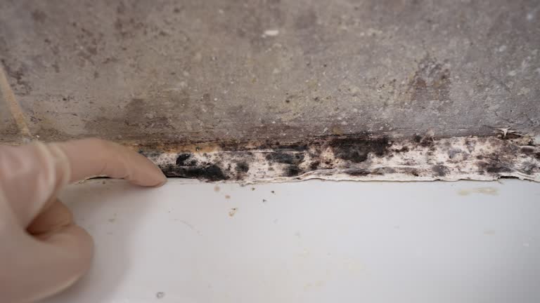 Best Residential Mold Inspection & Testing  in Englewood, OH