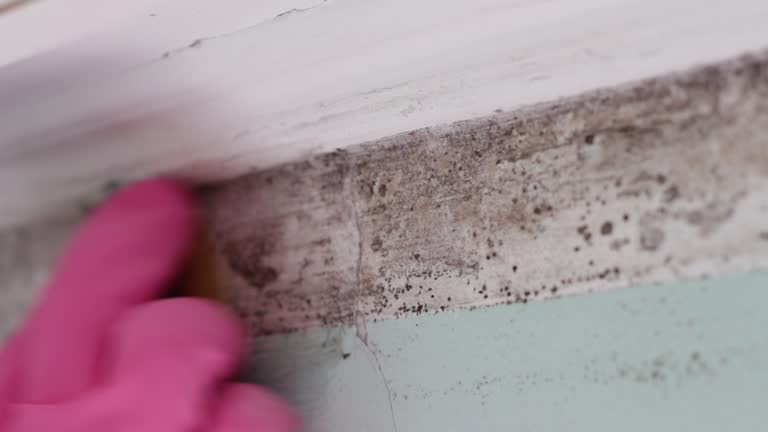 Best Mold Odor Removal Services  in Englewood, OH